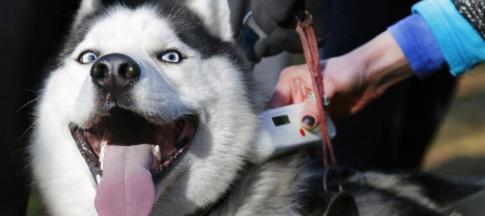 husky-getting-its-micro-chip-scanned