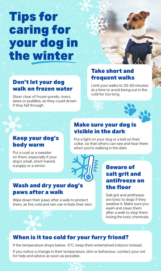 Infographic that shares tips for caring for your dog in the winter