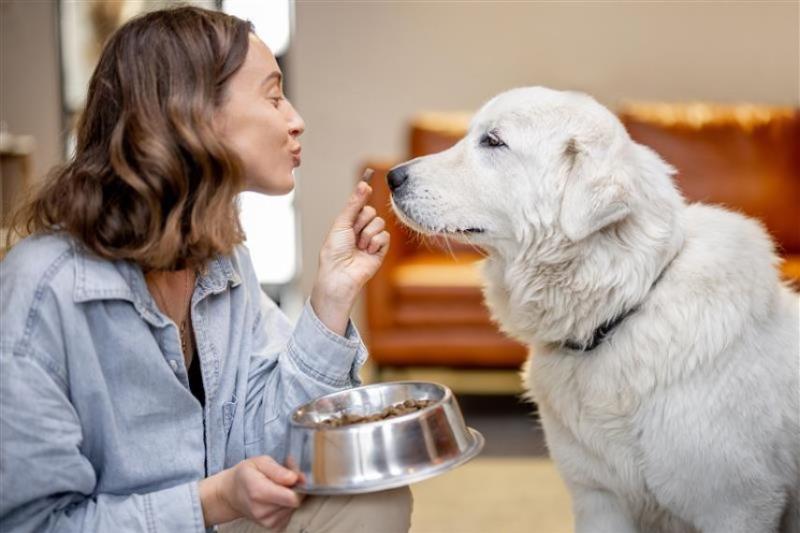 A brown-haired woman holding a treat to a golden retriever's nose