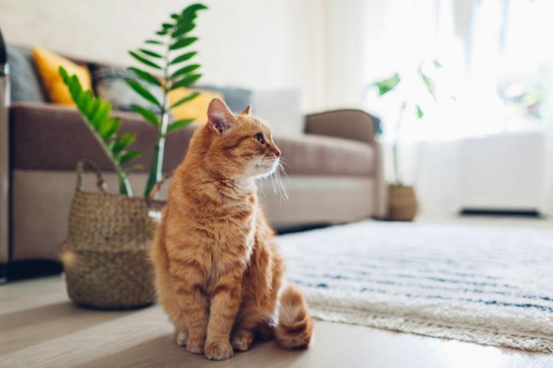 An orange cat in front of a houseplant and beige sofa