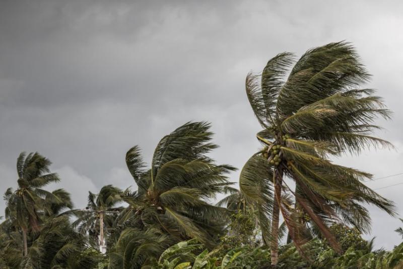 Palm trees being blown in very strong winds